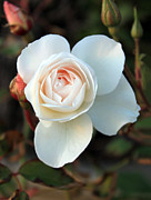 California Rose Photograph by Flat Owl Photo