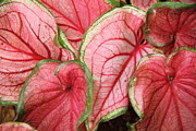 Caladium Photograph by Allen Nice-Webb