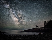 Call Of The Wild  Photograph by Robert Fawcett