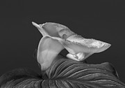 Calla Lily Photograph by Lynn Davis