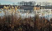 Calm Morning on Lakewood Pond Photograph by Ray Mathis