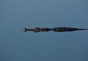 Calm Water Cruise Photograph by Steven Sparks Calm Water Cruise Photograph by Steven Sparks