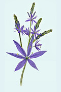 Camas, the flowers Digital Art by John Christopher Camas, the flowers Digital Art by John Christopher