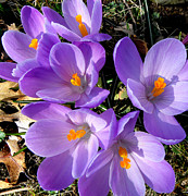 Can you say PURPLE Photograph by Kim Galluzzo
