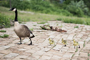 Canada Goose and Goslings Photograph by Holden The Moment Canada Goose and Goslings Photograph by Holden The Moment