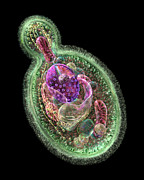 Candida albicans Digital Art by Russell Kightley
