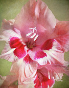 Candy Cane Gladiola Photograph by Kathi Mirto