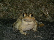 Cane Toad Photograph by Terri Mills