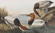 Canvas backed Duck Painting by John James Audubon