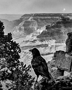 Canyon Crow, Black and White Photograph by Adam Morsa Canyon Crow, Black and White Photograph by Adam Morsa