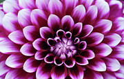 Captivate Photograph by Carole Gordon