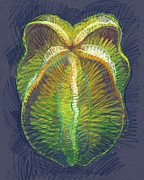 Carambola Drawing by Judith Kunzle