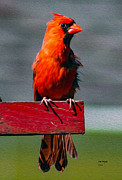 Cardinal  Photograph by DB Hayes