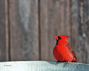 Cardinal Drinking Photograph by Ed Peterson