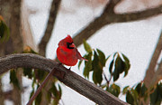 Cardinal in winter Photograph by Jeff Folger