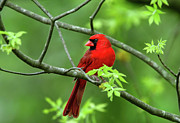 Cardinal Photograph by Ronnie And Frances Howard