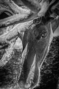 Caribou black and white Photograph by Jason Brooks Caribou black and white Photograph by Jason Brooks