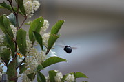 Carpenter Bee in Flight Photograph by Colleen Cornelius
