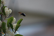 Carpenter Bee Landing Photograph by Colleen Cornelius Carpenter Bee Landing Photograph by Colleen Cornelius