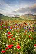 Castelluccio di Norcia, flowering Photograph by Francesco Riccardo Iacomino