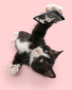Cat Selfie Photograph by Warren Photographic Cat Selfie Photograph by Warren Photographic