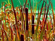 Cat Tails Photograph by James and Donna Daugherty