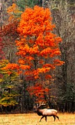 Cataloochee Color Photograph by Chuck Brown