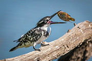 Catch Photograph by James Capo