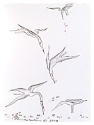 Catching the Crumbs Drawing by Barbara Chase Catching the Crumbs Drawing by Barbara Chase