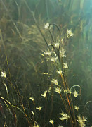 Catching the Light Digital Art by Gina Harrison