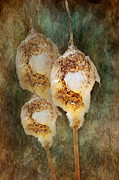 Cattails Abstract Print Photograph by Gwen Gibson