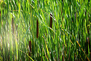 Cattails in the Morning Sun Photograph by Gwen Gibson Cattails in the Morning Sun Photograph by Gwen Gibson