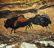 Cave Art: Bison Photograph by Granger