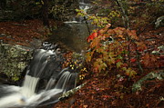 Cecil Cove Runoff Photograph by Michael Dougherty