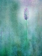 Chandelle Photograph by Priska Wettstein