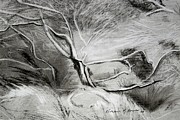 Charcoal Tree Painting by Kathleen Barnes