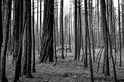 Charred trees Photograph by Ralph Vazquez