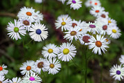 Cheerful Spring Photograph by Mike Eingle