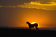 Cheetah Acinonyx Jubatus In Silhouette Photograph by Suzi Eszterhas