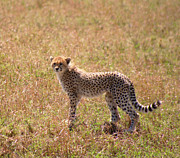 Cheetha Cub Photograph by Bruce Block