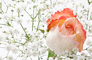 Cherish Photograph by Andee Design