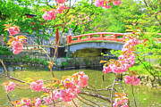 Cherry blossom in Kamakura Photograph by Benny Marty Cherry blossom in Kamakura Photograph by Benny Marty