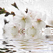 Cherry blossom in water Photograph by Elena Elisseeva Cherry blossom in water Photograph by Elena Elisseeva