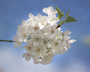 Cherry Blossom Jubilee Photograph by Kim Hojnacki