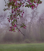 Cherry Blossoms in the Fog Photograph by Denise Harty