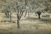 Cherry Orchard in Infrared Photograph by Randall Nyhof Cherry Orchard in Infrared Photograph by Randall Nyhof