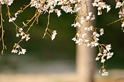 Cherry Tree Photograph by Julie Niemela