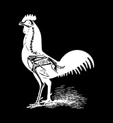 Chicken X-ray tee Digital Art by Edward Fielding