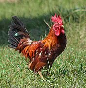 Chickens Beware - The Boss Is Here Photograph by DB Hayes