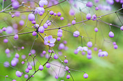 Chinese Meadow Rue Flowers Opening Photograph by Tim Gainey